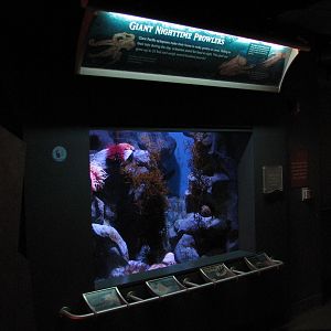 Northern Pacific Gallery - Pacific Giant Octopus Exhibit