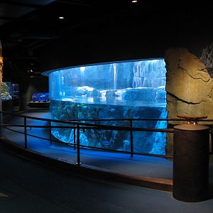 Northern Pacific Gallery - Sea Otter Exhibit Viewing Area