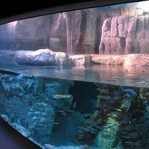 Northern Pacific Gallery - Sea Otter Exhibit