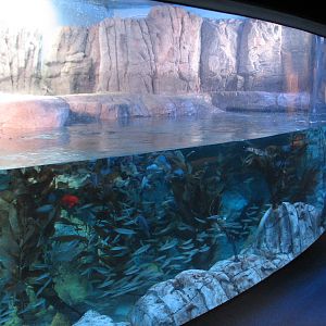 Northern Pacific Gallery - Sea Otter Exhibit