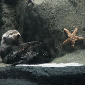 Northern Pacific Gallery - Sea Otter