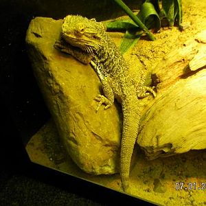 Bearded Dragon at Reptiland