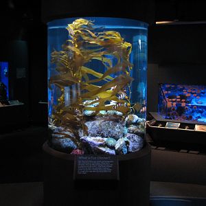 Northern Pacific Gallery - Otter Food Exhibit