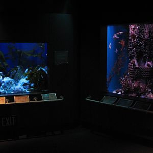 Northern Pacific Gallery - Sea Star and Bays and Sounds Exhibits