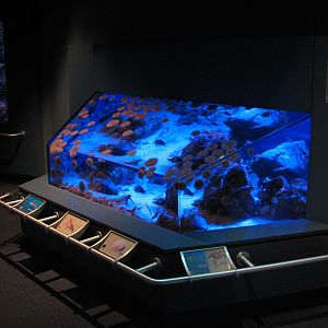 Northern Pacific Gallery - Sandy Bottom Exhibit