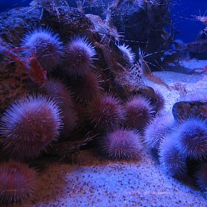 Northern Pacific Gallery - Sandy Bottom Exhibit - Fragile Urchin