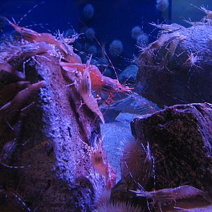 Northern Pacific Gallery - Sandy Bottom Exhibit - Spot Prawn