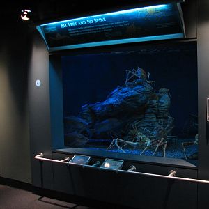 Northern Pacific Gallery - Giant Spider Crab Exhibit