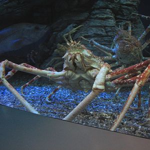 Northern Pacific Gallery - Giant Spider Crab