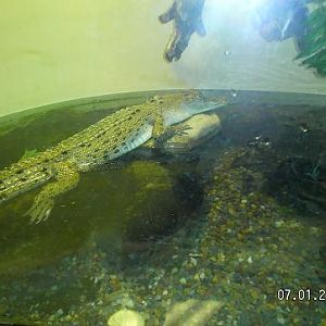 Juvinile Croc