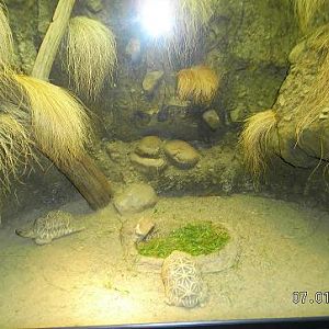 Indian star tortoises