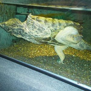 Alligator Snapping Turtle