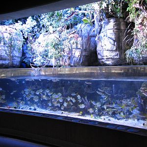 Tropical Pacific Gallery - Coral Lagoon Exhibit