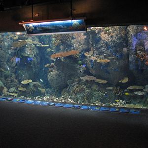 Tropical Pacific Gallery - Tropical Reef Habitat - Sunny Exposure (First Vi