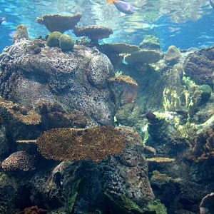 Tropical Pacific Gallery - Tropical Reef Habitat - Sunny Exposure (First Vi