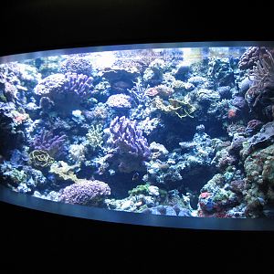 Tropical Pacific Gallery - Giant Clam Exhibit