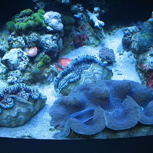 Tropical Pacific Gallery - Giant Clam Exhibit