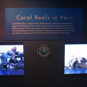 Tropical Pacific Gallery - Coral Bleaching Exhibits
