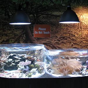 Tropical Pacific Gallery - Coral Exhibits