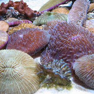 Tropical Pacific Gallery - Coral Exhibits