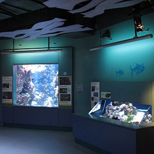 Tropical Pacific Gallery - Clownfish and Stonefish Exhibits