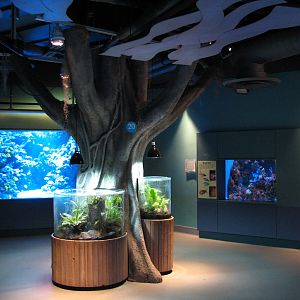 Tropical Pacific Gallery - Poison Dart Frog Exhibits
