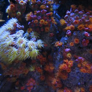 Tropical Pacific Gallery - Deep Reef Exhibit - Orangecup and Tree Corals
