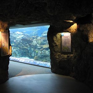 Tropical Pacific Gallery - Tropical Reef Habitat - Soft Coral Tunnel (Secon