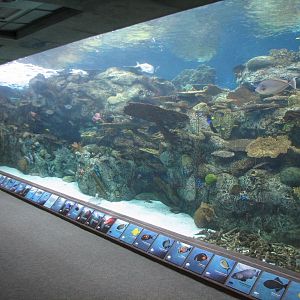 Tropical Pacific Gallery - Tropical Reef Habitat - Soft Coral Tunnel (Secon