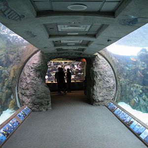 Tropical Pacific Gallery - Tropical Reef Habitat - Soft Coral Tunnel (Secon