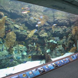 Tropical Pacific Gallery - Olive Ridley Sea Turtle Exhibit