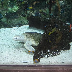 Tropical Pacific Gallery - Olive Ridley Sea Turtle