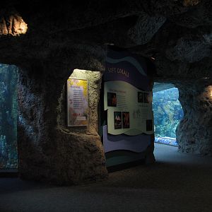 Tropical Pacific Gallery - Tropical Reef Habitat - Blue Hole (Third Viewing