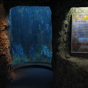 Tropical Pacific Gallery - Tropical Reef Habitat - Blue Hole (Third Viewing