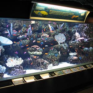 Tropical Pacific Gallery - Sex Change Exhibit