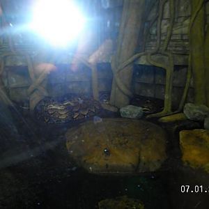 Reticulated Python/Tokay Enclosure