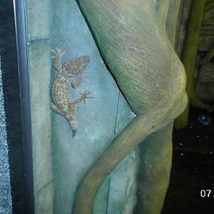 Tokay Gecko