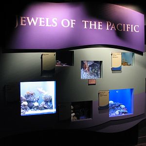 Tropical Pacific Gallery - Jewels of the Pacific Exhibits
