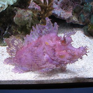 Tropical Pacific Gallery - Jewels of the Pacific Exhibits - Weedy Scorpionf