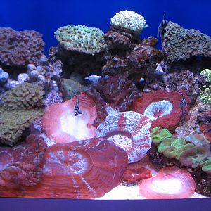 Tropical Pacific Gallery - Jewels of the Pacific Exhibits - Bangghai Cardin