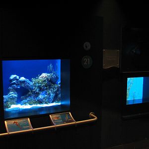Tropical Pacific Gallery - Shrimpfish and Baby Seahorse Exhibits