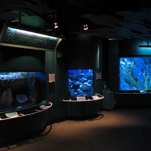 Tropical Pacific Gallery - Sea Krait, Lionfish, and Leafy Seadragon Exhibit