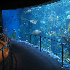 Tropical Pacific Gallery - Tropical Reef Habitat - Fourth Viewing Area
