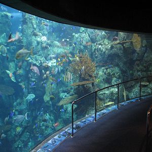 Tropical Pacific Gallery - Tropical Reef Habitat - Fourth Viewing Area