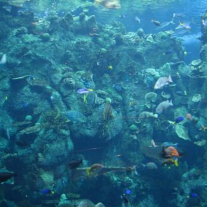 Tropical Pacific Gallery - Tropical Reef Habitat - Fourth Viewing Area