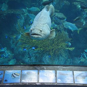 Tropical Pacific Gallery - Tropical Reef Habitat - Fourth Viewing Area