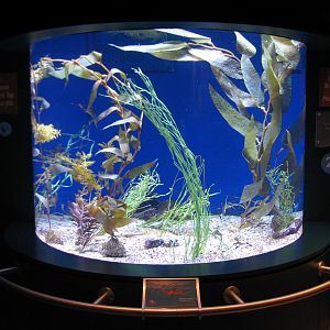 Tropical Pacific Gallery - Weedy Seadragon Exhibit