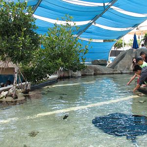 Explorers Cove - Shark Lagoon - Touchpool