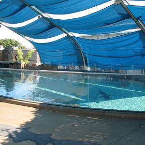 Explorers Cove - Shark Lagoon - Abovewater Viewing Area