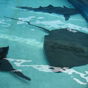 Explorers Cove - Shark Lagoon